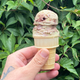 Illustration for article titled Spumoni is a perfect blend of imperfections
